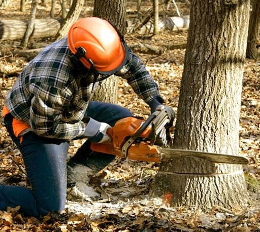 Tree Removal in Maybeury, WV